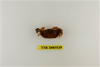 藏品(德氏仿厚蟹)的圖片